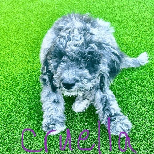 Aussiedoodle puppy named Cruella practicing puppy training skills during a session in Peoria Arizona