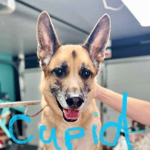 German Shepherd dog grooming in Glendale AZ