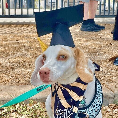 Daisy the white and tan beagle wears her graduation cap perfectly for the beginner dog group obedience class photoshoot with FurBabies & Friends in Glendale, AZ.