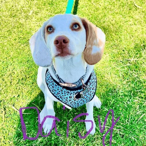 Beagle puppy named Daisy participating in a group training class in Glendale Arizona