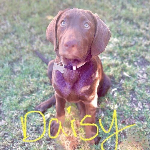 Chocolate lab puppy named Daisy learning obedience skills during a training session in Glendale Arizona