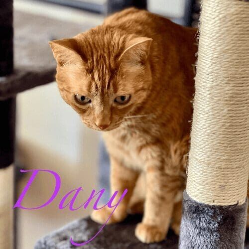 Orange cat named Dany peering from the cat tree during a pet sitting visit in Sun City West Arizona