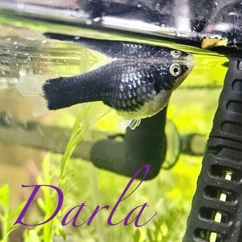 Fish named Darla in an aquarium during a pet sitting visit in Peoria Arizona