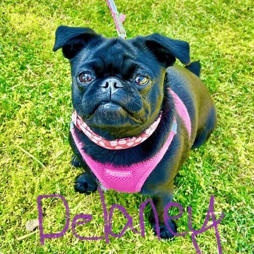 Black pug named Delaney participating in group dog training class in Glendale Arizona