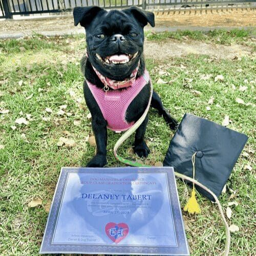 Delaney the black pug celebrates graduation from beginner group dog obedience class with FurBabies & Friends in Glendale, Az.