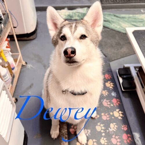 Husky named Dewey receiving a bath and deshedding grooming service in Glendale Arizona.