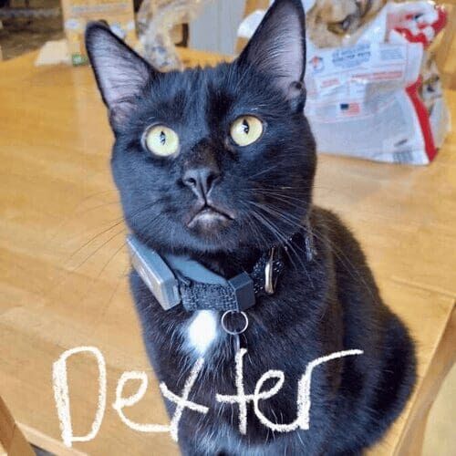Black cat named Dexter receiving in-home care during a pet sitting visit in Phoenix Arizona