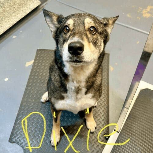 German Shepherd mix named Dixie receiving a bath and deshedding grooming service in Glendale Arizona.