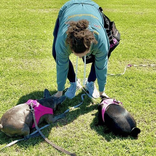 Furbabies & Friends dog trainer, Kristie Halverson, helping two dogs learn how to do a down cue during a group dog training class in Glendale, AZ.