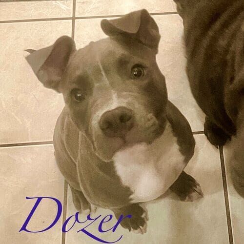 Grey pitbull puppy named Dozer learning soft mouth not bite skills during an in-home session in Phoenix Arizona