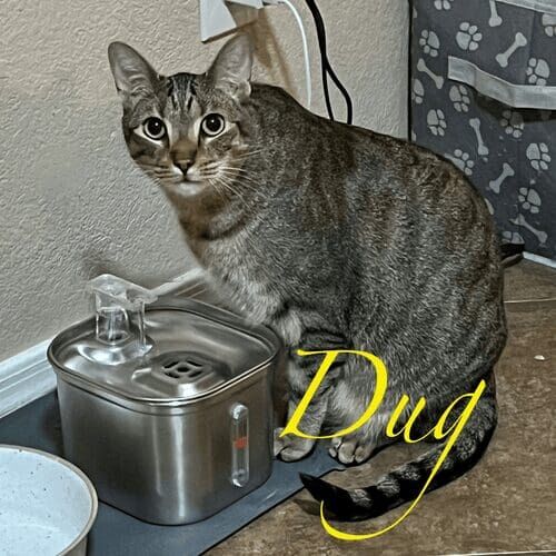Cat named Dug waiting to hydrate during a pet sitting visit in Peoria Arizona