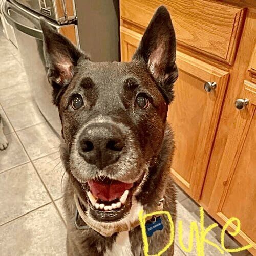 Pitbull mix named Ellie receiving live-in pet sitting care in Peoria Arizona