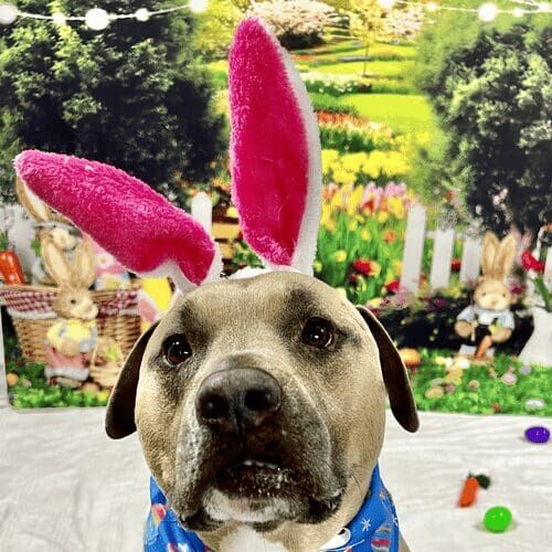 Dog wearing Easter bunny ears during spring dog photoshoot