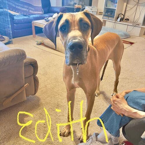 Rescue Great Dane named Edith receiving in-home dog training in Glendale Arizona