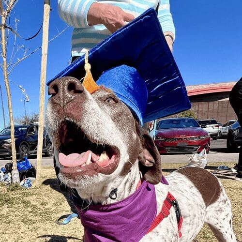 Ellie, the German Shorthair Pointer, wore her graduation cap perfectly for her beginning obedience dog training class with FurBabies & Friends in Glendale, AZ.
