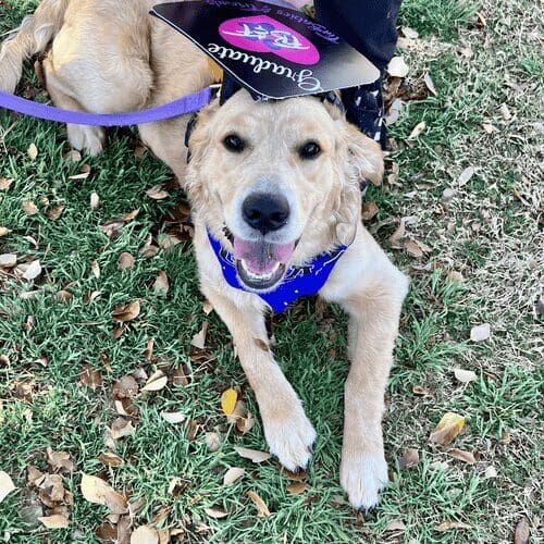 Ellie the English Cream Retriever proudly graduated puppy obedience and manners group training class in Glendale, AZ with FurBabies & Friends.