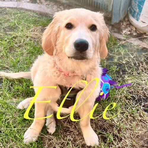 English cream retriever puppy named Ellie practicing name recall skills during an at-home session in Glendale Arizona