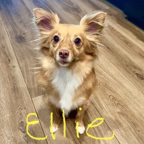 Long-haired Chihuahua named Ellie participating in behavior modification training at home in Glendale Arizona