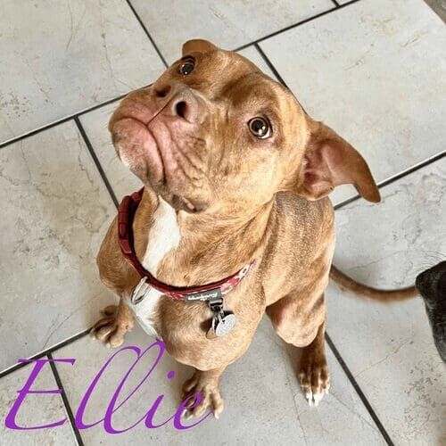 Pitbull mix named Ellie receiving live-in pet sitting care in Peoria Arizona