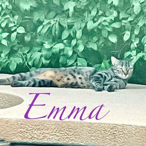 Outdoor cat named Emma sunning her self while being cared for during outdoor pet sitting visits in Glendale Arizona