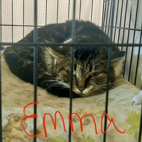 Rescue cat named Emma resting comfortably during a pet sitting visit in Glendale Arizona