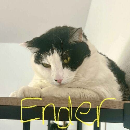 Black and white cat named Ender spying during a pet sitting visit in Glendale Arizona
