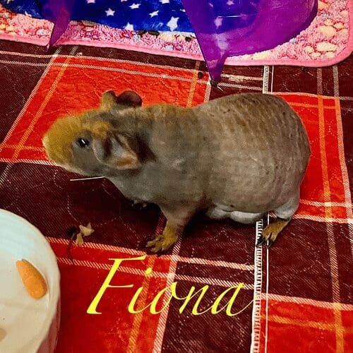 Guinea pig named Fiona during a pet sitting visit in Peoria Arizona