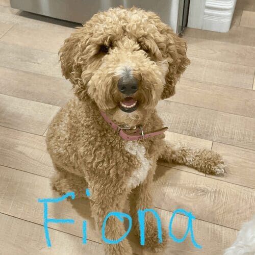 Goldendoodle named Fiona receiving pet sitting services in Peoria Arizona