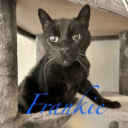 Black cat named Frankie being playful during a pet sitting visit in Glendale Arizona
