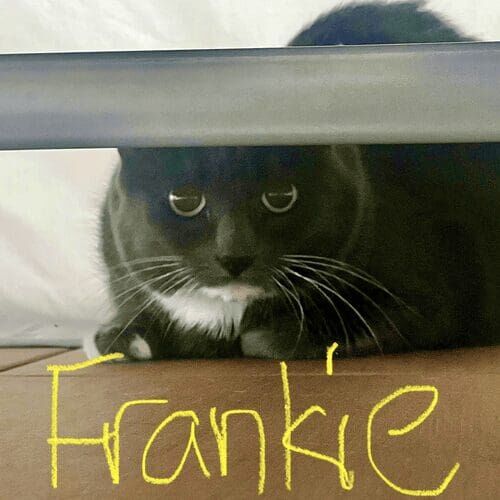 Grey cat named Frankie hiding at home during a pet sitting visit in Glendale Arizona