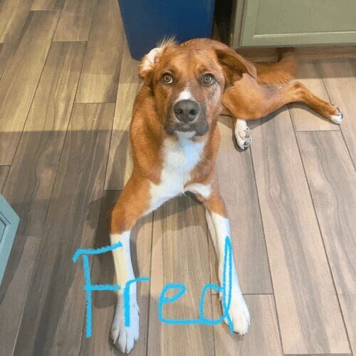 Mixed breed dog named Fred receiving overnight in-home pet sitting care in Glendale Arizona