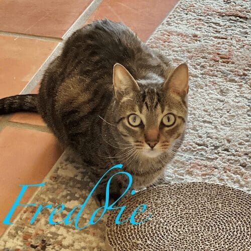 Domestic short-haired cat named Freddie relaxing during a pet sitting visit in Sun City West Arizona