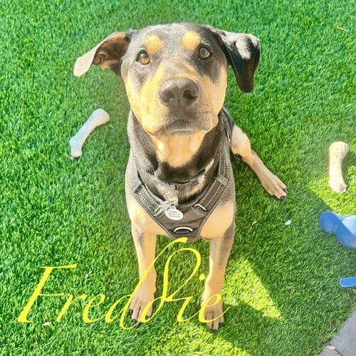 Mixed breed dog named Freddie receiving overnight in-home pet sitting care in Glendale Arizona