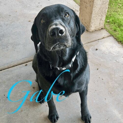 Black Labrador named Gabe enjoying a dog walking session in Sun City West Arizona