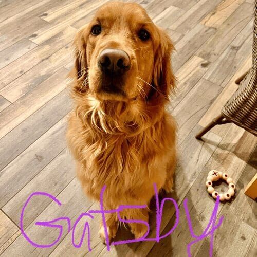 Retriever named Hendry receiving midday potty break services in Peoria Arizona