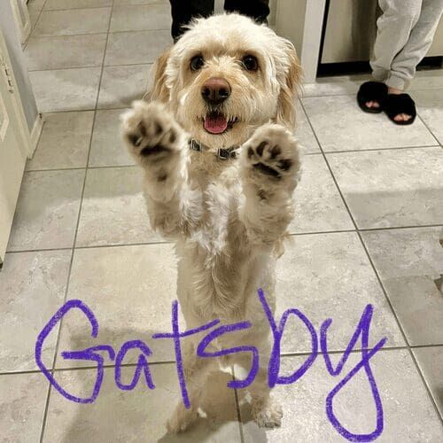 Rescue dog named Gatsby working on behavior modification training in a home environment in Peoria Arizona