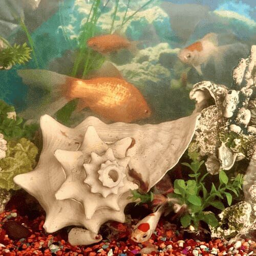 Goldfish in a fish tank during a pet sitting visit in Glendale Arizona