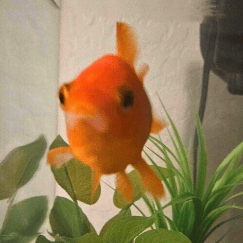 Goldfish in a home aquarium during a pet sitting visit in Glendale Arizona