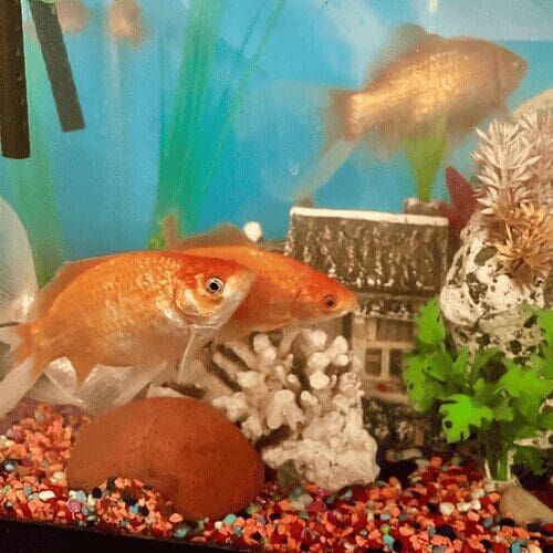 Goldfish in an aquarium during a pet sitting visit in Phoenix Arizona