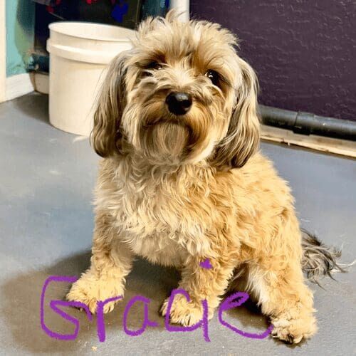 Gracie was prepared for her dog nail trimming service.