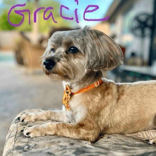 Shih Tzu named Gracie receiving in-home dog care in Peoria Arizona
