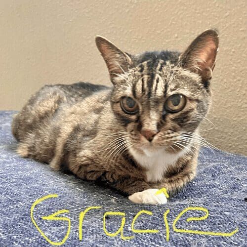 Short-haired kitten named Gracie resting comfortably during a pet sitting visit in Glendale Arizona