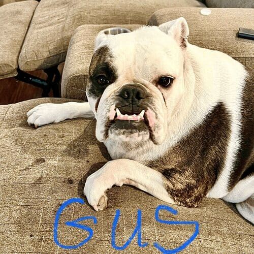 Bulldog named Gus participating in in-home dog training in Glendale Arizona