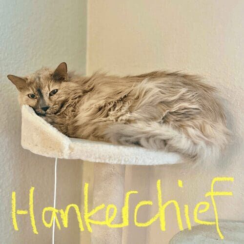 Long-haired cat named Hankerchief relaxing on a cat tree during a drop-in pet sitting visit in Peoria Arizona