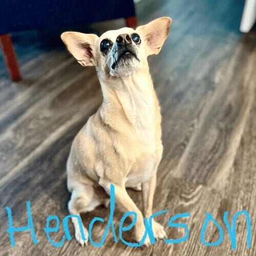 Senior Chihuahua named Henderson receiving daily potty break visits in Glendale Arizona