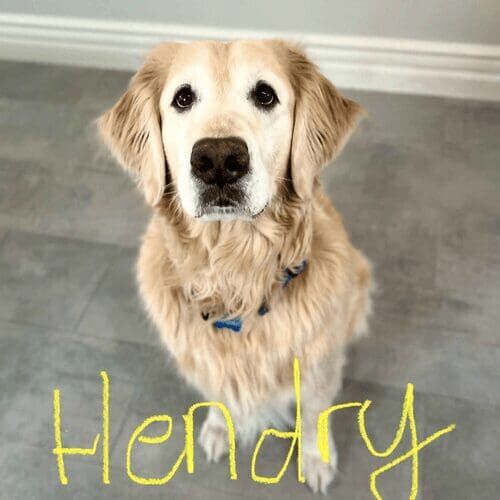 Retriever named Hendry receiving midday potty break services in Peoria Arizona