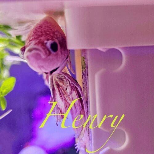 Betta fish named Henry in an aquarium during a pet sitting visit in Glendale Arizona