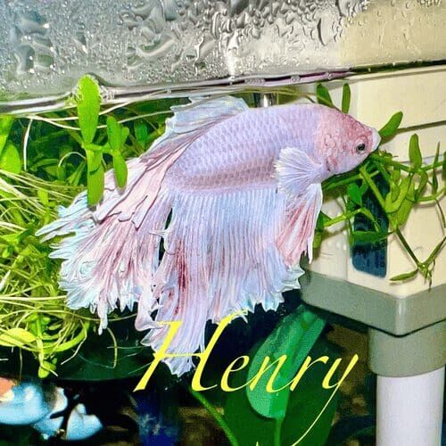 Betta fish named Henry in an aquarium during a pet sitting visit in Peoria Arizona