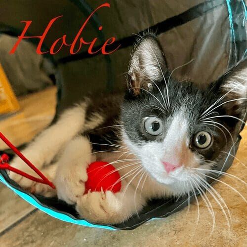 Playful kitten named Hobie exploring a tunnel during a pet sitting visit in Glendale Arizona