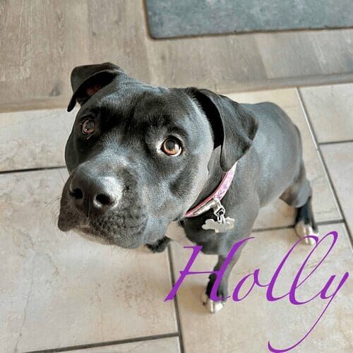 Black pitbull named Holly receiving in-home pet sitting care in Peoria Arizona